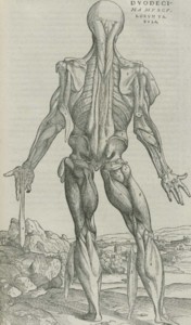 Vesalian anatomy